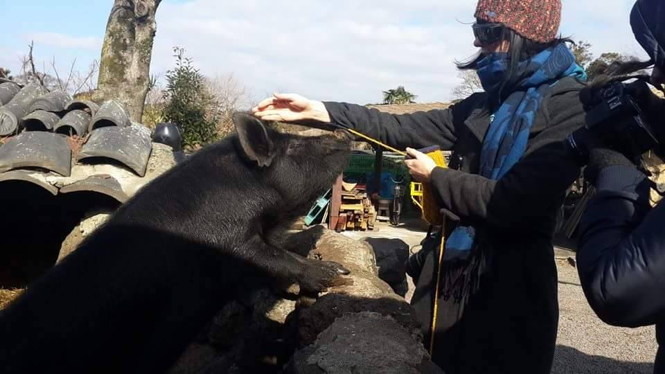Jeju hanok village me with pig